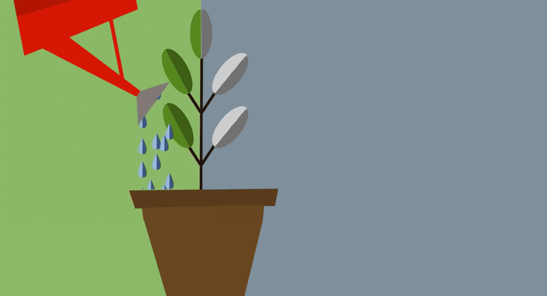 Watering a plant