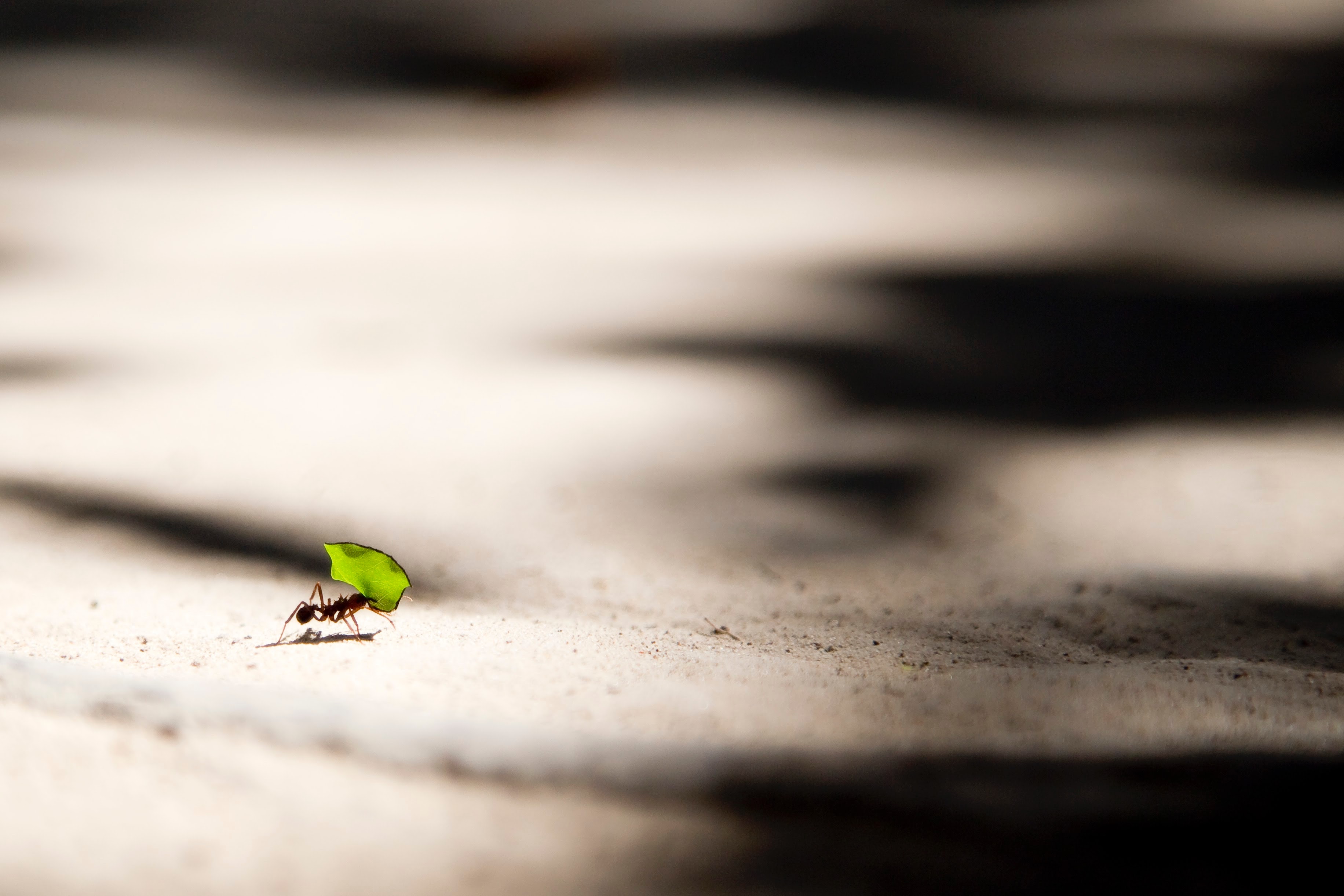 Ant carrying leaf